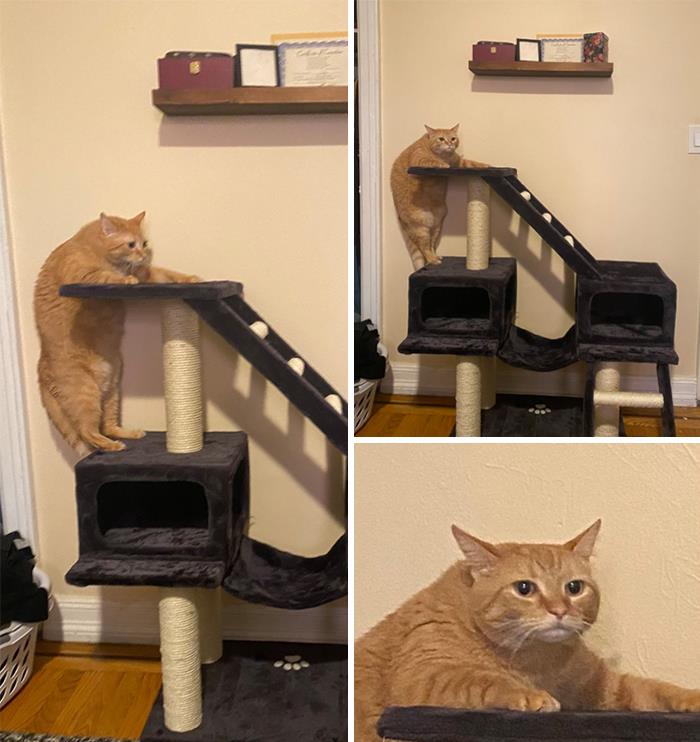 50 Times People Spotted Animals In Places They Shouldn’t Be And Just Had To Document It 50 Times People Spotted Animals In Places They Shouldn’t Be And Just Had To Document It