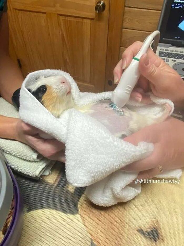 50 Times People Spotted Animals In Places They Shouldn’t Be And Just Had To Document It 50 Times People Spotted Animals In Places They Shouldn’t Be And Just Had To Document It