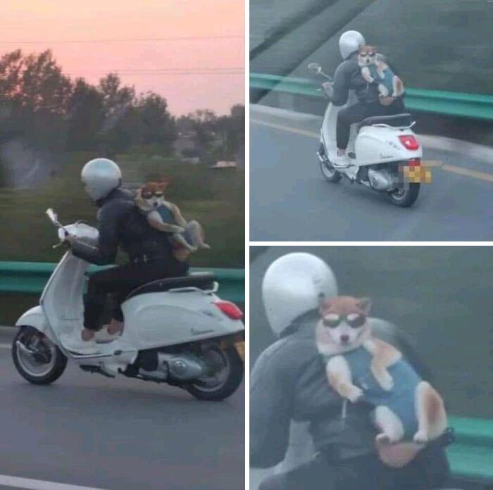 50 Times People Spotted Animals In Places They Shouldn’t Be And Just Had To Document It 50 Times People Spotted Animals In Places They Shouldn’t Be And Just Had To Document It