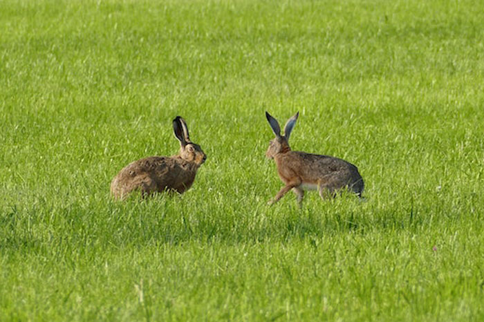 HOA Forces This Family To Get Rid Of Their Bunnies, So They Start A “Bunnypocalypse” Before Moving HOA Forces This Family To Get Rid Of Their Bunnies, So They Start A “Bunnypocalypse” Before Moving