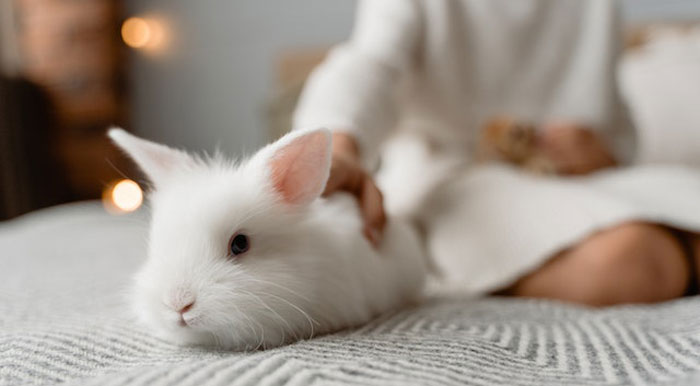 HOA Forces This Family To Get Rid Of Their Bunnies, So They Start A “Bunnypocalypse” Before Moving HOA Forces This Family To Get Rid Of Their Bunnies, So They Start A “Bunnypocalypse” Before Moving