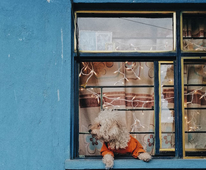 HOA Forces This Family To Get Rid Of Their Bunnies, So They Start A “Bunnypocalypse” Before Moving HOA Forces This Family To Get Rid Of Their Bunnies, So They Start A “Bunnypocalypse” Before Moving