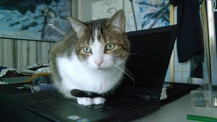 This Community For Pet Owners Helps Them To Understand If Their Pet&rsquo;s Actually A Jerk (33 Examples)