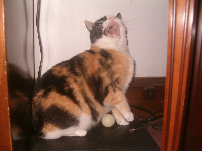 This Community For Pet Owners Helps Them To Understand If Their Pet&rsquo;s Actually A Jerk (33 Examples)