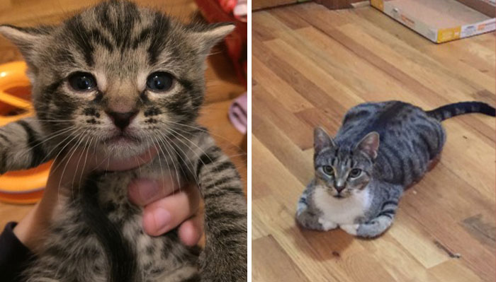 This Community For Pet Owners Helps Them To Understand If Their Pet&rsquo;s Actually A Jerk (33 Examples)