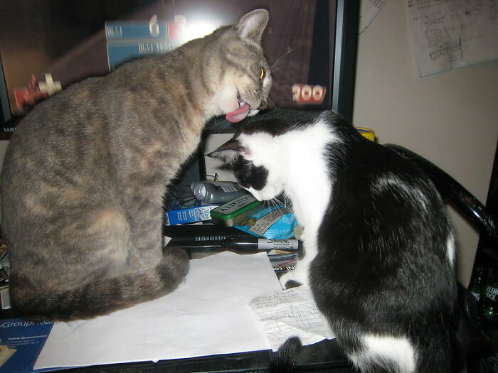 This Community For Pet Owners Helps Them To Understand If Their Pet&rsquo;s Actually A Jerk (33 Examples)