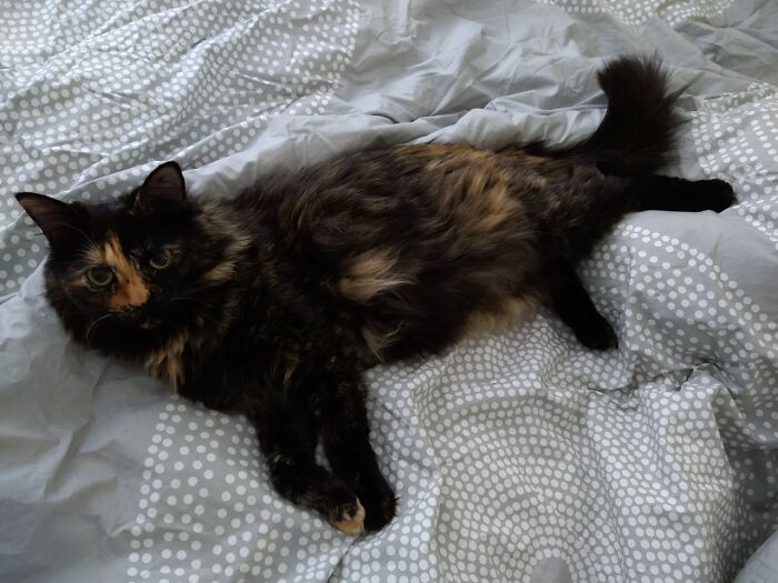 This Community For Pet Owners Helps Them To Understand If Their Pet&rsquo;s Actually A Jerk (33 Examples)