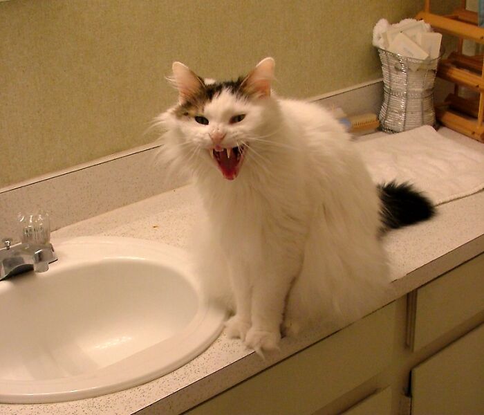 This Community For Pet Owners Helps Them To Understand If Their Pet&rsquo;s Actually A Jerk (33 Examples)