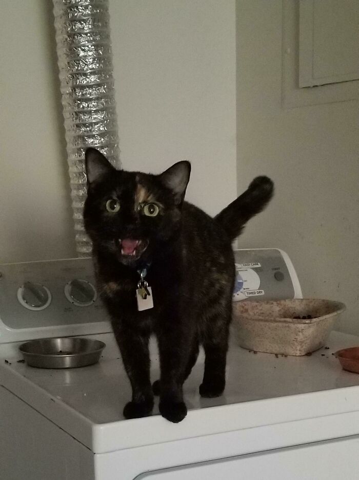 This Community For Pet Owners Helps Them To Understand If Their Pet&rsquo;s Actually A Jerk (33 Examples)