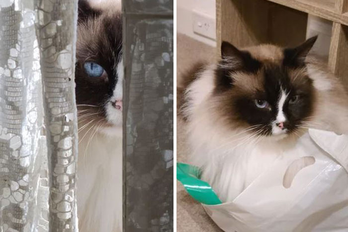 This Community For Pet Owners Helps Them To Understand If Their Pet&rsquo;s Actually A Jerk (33 Examples)