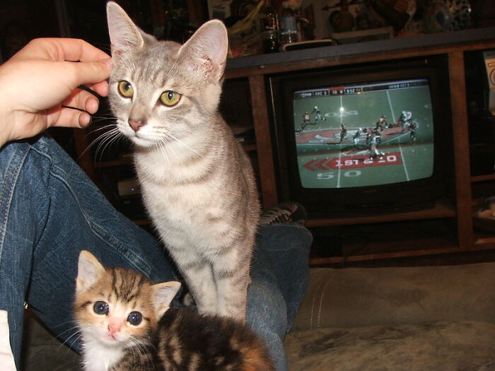 This Community For Pet Owners Helps Them To Understand If Their Pet&rsquo;s Actually A Jerk (33 Examples)