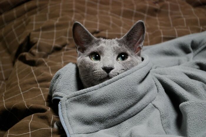 This Community For Pet Owners Helps Them To Understand If Their Pet&rsquo;s Actually A Jerk (33 Examples)