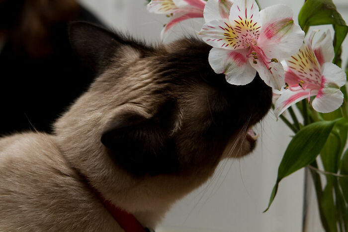 This Community For Pet Owners Helps Them To Understand If Their Pet&rsquo;s Actually A Jerk (33 Examples)