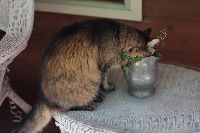 This Community For Pet Owners Helps Them To Understand If Their Pet&rsquo;s Actually A Jerk (33 Examples)