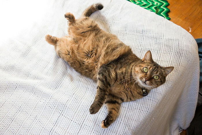 This Community For Pet Owners Helps Them To Understand If Their Pet&rsquo;s Actually A Jerk (33 Examples)