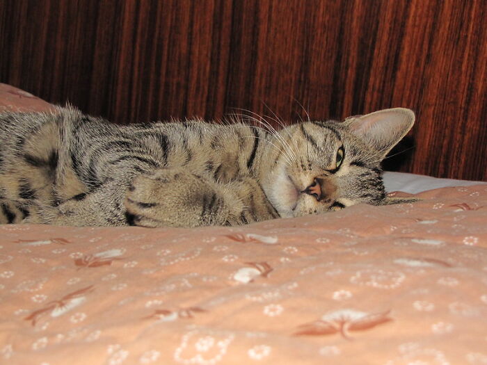 This Community For Pet Owners Helps Them To Understand If Their Pet&rsquo;s Actually A Jerk (33 Examples)