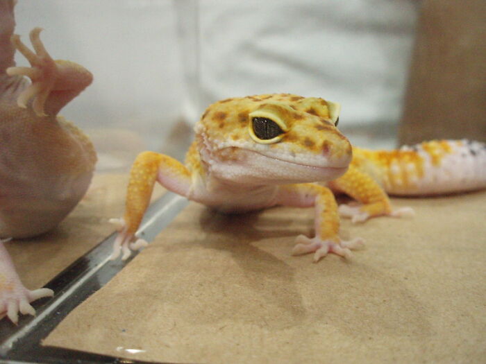 This Community For Pet Owners Helps Them To Understand If Their Pet&rsquo;s Actually A Jerk (33 Examples)