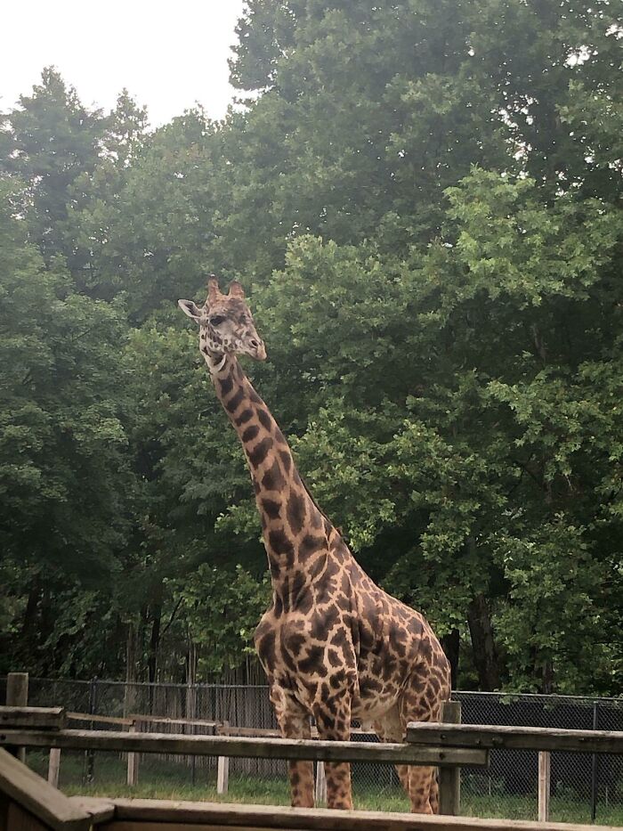 This Community For Pet Owners Helps Them To Understand If Their Pet&rsquo;s Actually A Jerk (33 Examples)