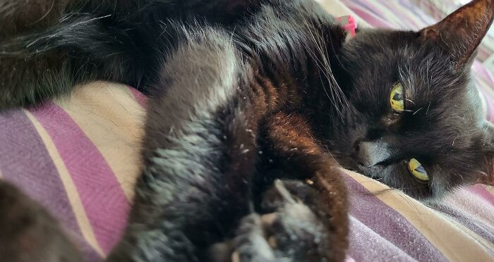 This Community For Pet Owners Helps Them To Understand If Their Pet&rsquo;s Actually A Jerk (33 Examples)