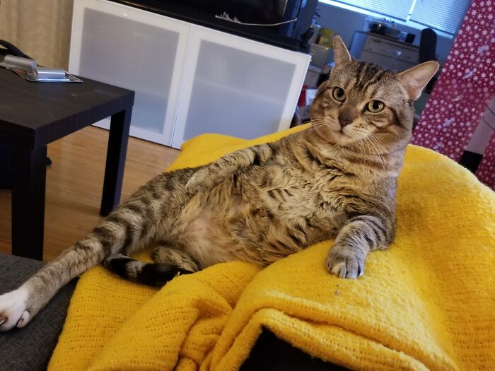 This Community For Pet Owners Helps Them To Understand If Their Pet&rsquo;s Actually A Jerk (33 Examples)