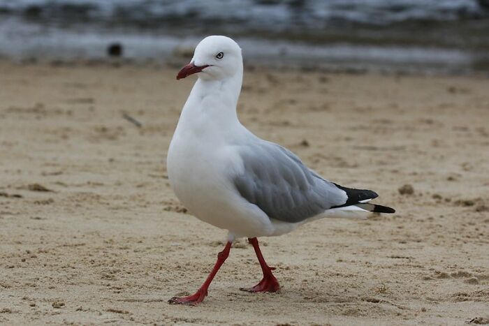 This Community For Pet Owners Helps Them To Understand If Their Pet&rsquo;s Actually A Jerk (33 Examples)