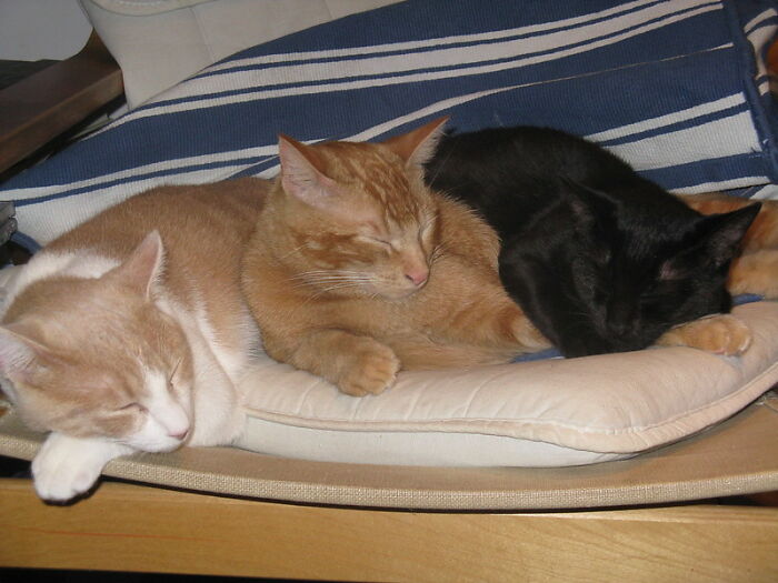 This Community For Pet Owners Helps Them To Understand If Their Pet&rsquo;s Actually A Jerk (33 Examples)