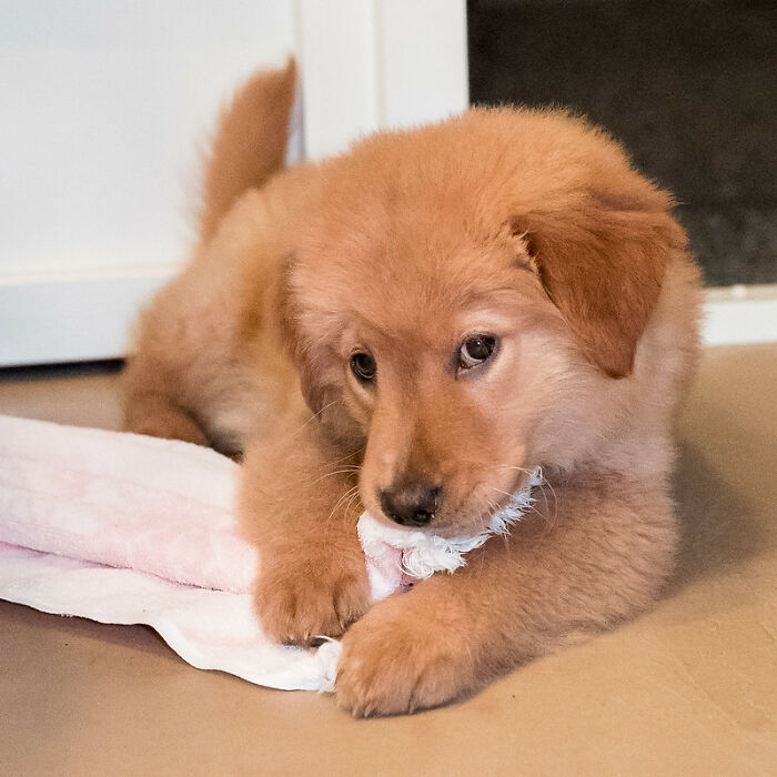 This Community For Pet Owners Helps Them To Understand If Their Pet&rsquo;s Actually A Jerk (33 Examples)