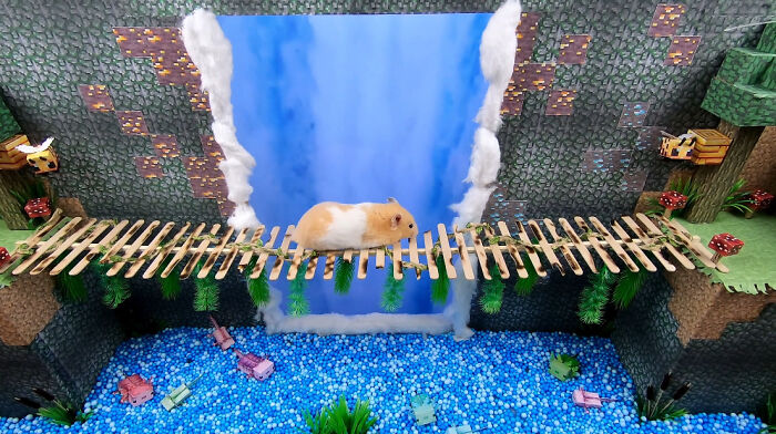 I Made A Bridge Challenge For My Hamster With 8 Levels Of Thrilling Obstacles