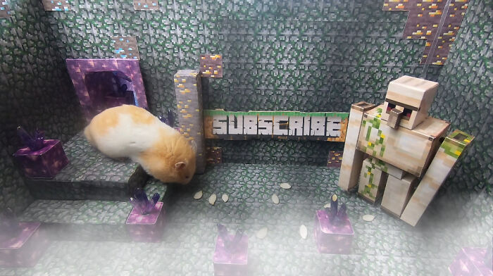 I Made A Bridge Challenge For My Hamster With 8 Levels Of Thrilling Obstacles