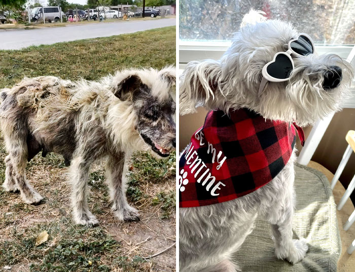 50 Pics Of Dogs Who Were Saved From Awful Conditions And Got A Second Chance In Life (New Pics) 50 Pics Of Dogs Who Were Saved From Awful Conditions And Got A Second Chance In Life (New Pics)