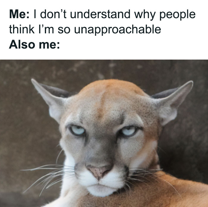 50 Introverts Share Spot-On And Funny Memes About Their Struggles On This Twitter Page 50 Introverts Share Spot-On And Funny Memes About Their Struggles On This Twitter Page