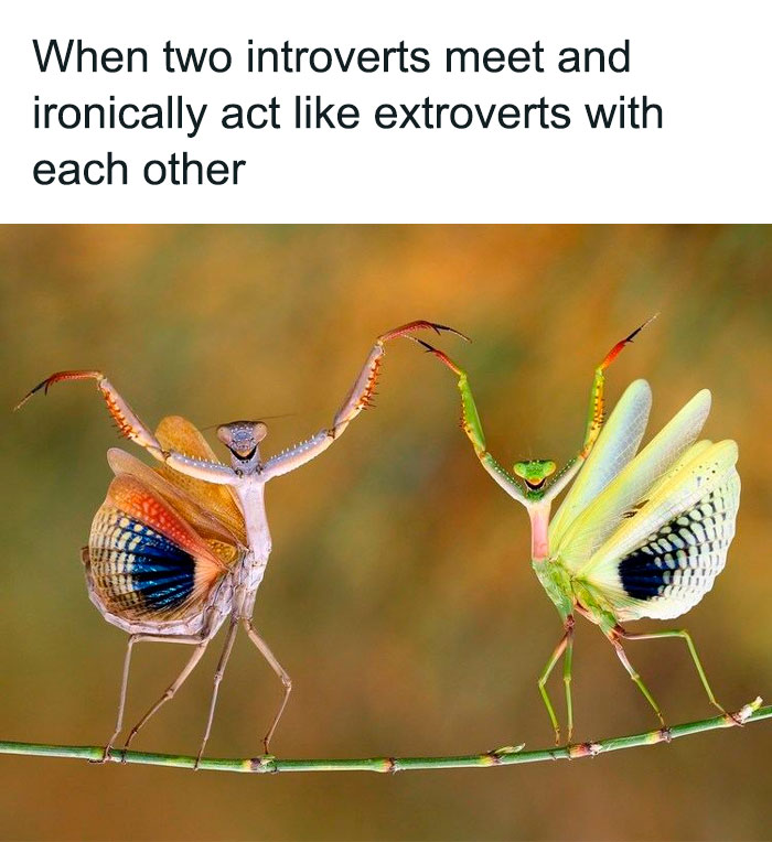 50 Introverts Share Spot-On And Funny Memes About Their Struggles On This Twitter Page 50 Introverts Share Spot-On And Funny Memes About Their Struggles On This Twitter Page