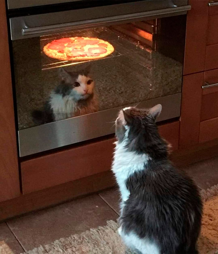 “Important Images”: 50 Unhinged Pics That Are Hard To Believe Are Real