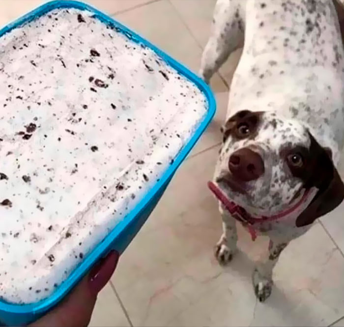 “Important Images”: 50 Unhinged Pics That Are Hard To Believe Are Real