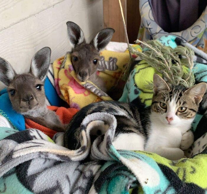 97 Photos Of Animal Friendships To Give You The “Heart Eyes” 97 Photos Of Animal Friendships To Give You The “Heart Eyes”