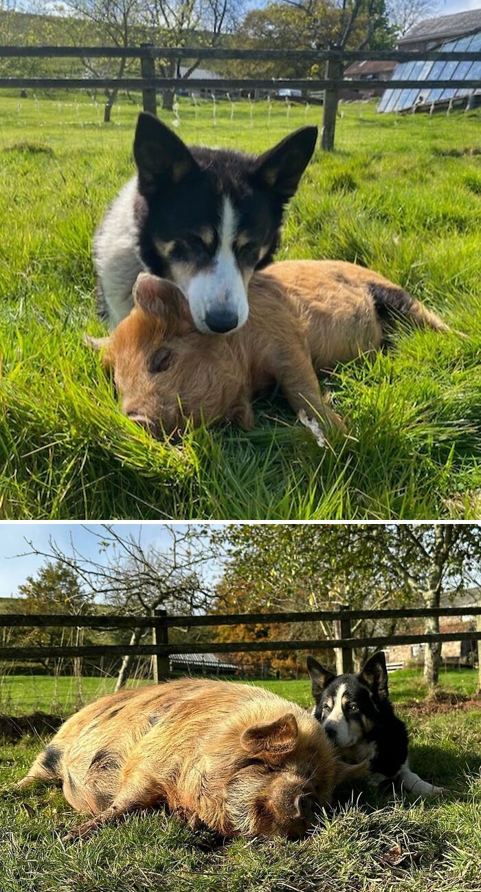 97 Photos Of Animal Friendships To Give You The “Heart Eyes” 97 Photos Of Animal Friendships To Give You The “Heart Eyes”