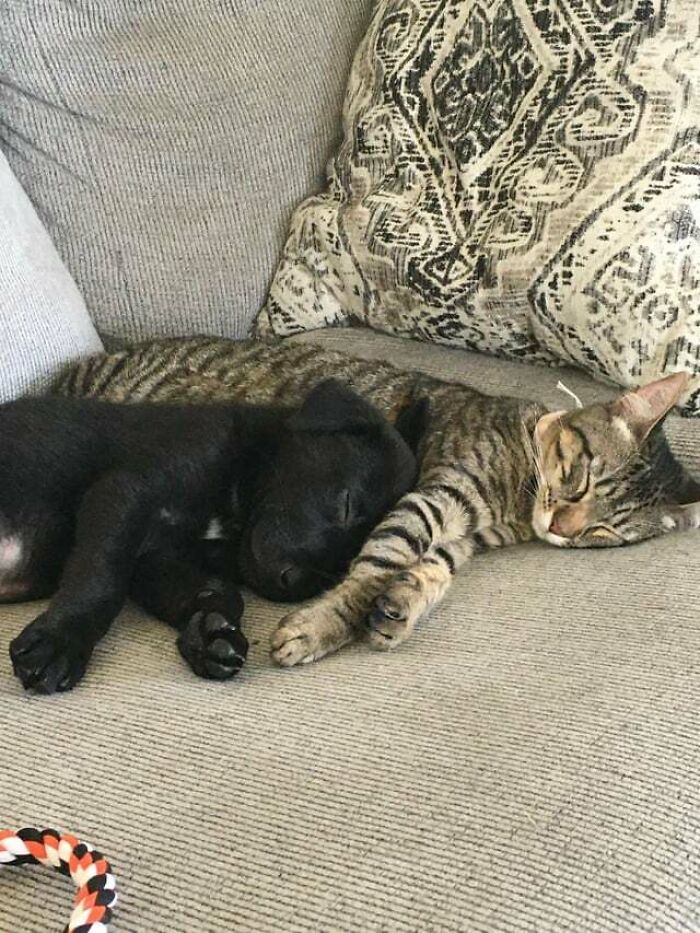 97 Photos Of Animal Friendships To Give You The “Heart Eyes” 97 Photos Of Animal Friendships To Give You The “Heart Eyes”