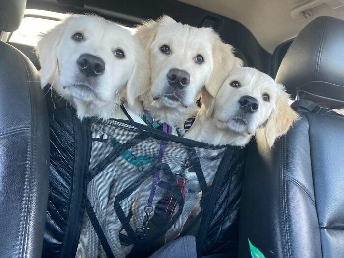 97 Photos Of Animal Friendships To Give You The “Heart Eyes” 97 Photos Of Animal Friendships To Give You The “Heart Eyes”