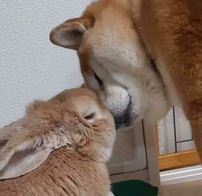 97 Photos Of Animal Friendships To Give You The “Heart Eyes” 97 Photos Of Animal Friendships To Give You The “Heart Eyes”