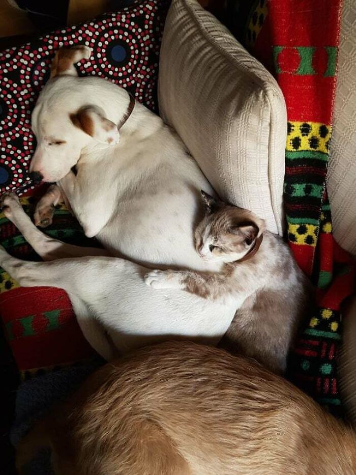 97 Photos Of Animal Friendships To Give You The “Heart Eyes” 97 Photos Of Animal Friendships To Give You The “Heart Eyes”