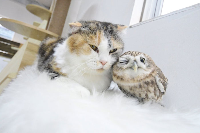 97 Photos Of Animal Friendships To Give You The “Heart Eyes” 97 Photos Of Animal Friendships To Give You The “Heart Eyes”