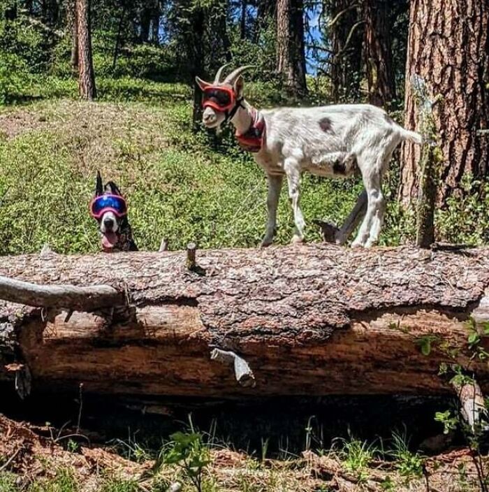 97 Photos Of Animal Friendships To Give You The “Heart Eyes” 97 Photos Of Animal Friendships To Give You The “Heart Eyes”