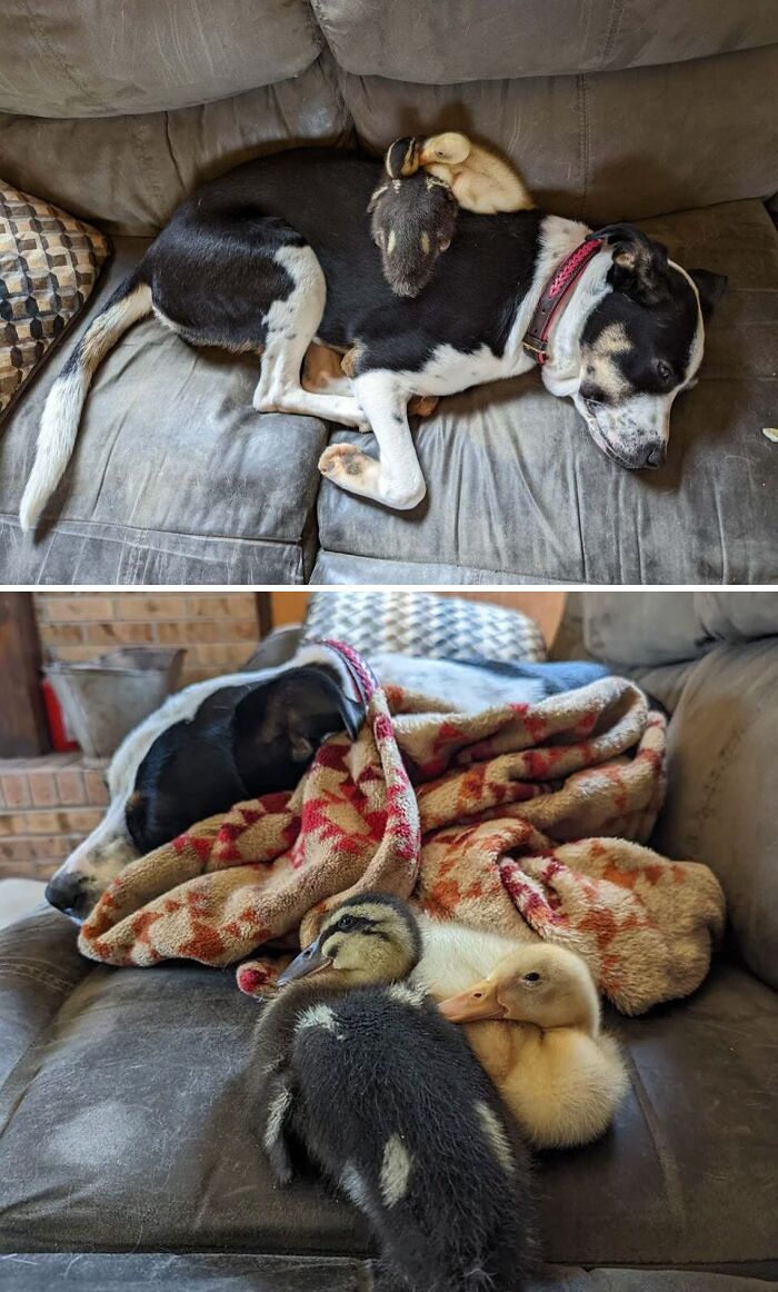 97 Photos Of Animal Friendships To Give You The “Heart Eyes” 97 Photos Of Animal Friendships To Give You The “Heart Eyes”