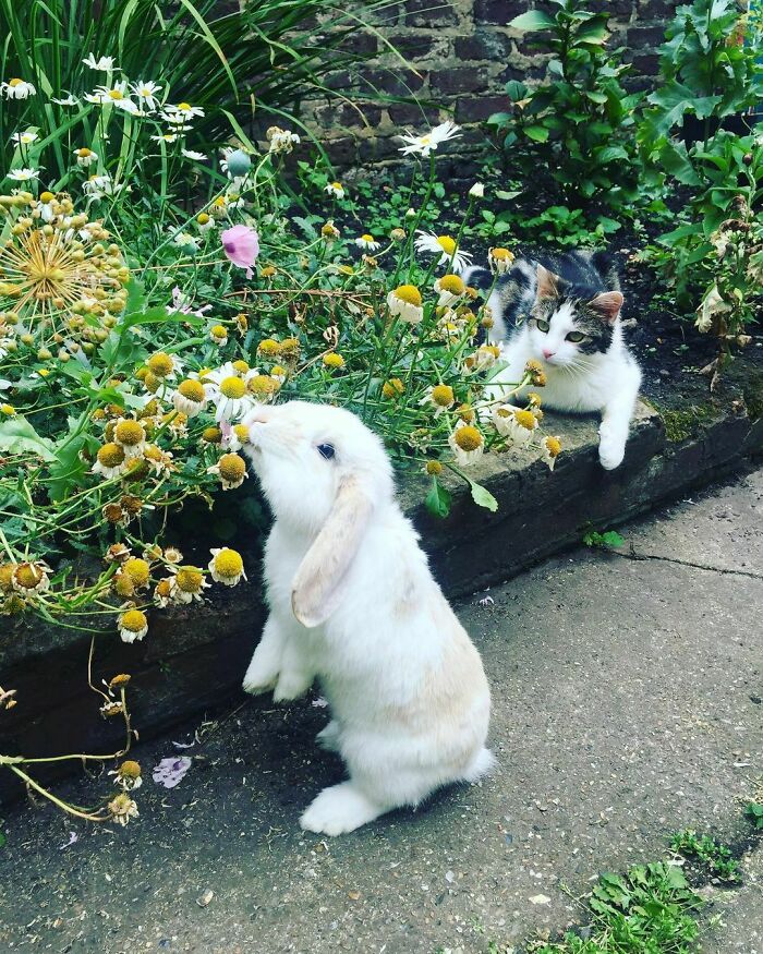 97 Photos Of Animal Friendships To Give You The “Heart Eyes” 97 Photos Of Animal Friendships To Give You The “Heart Eyes”