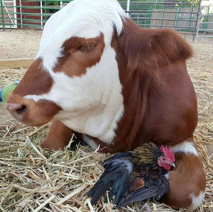 97 Photos Of Animal Friendships To Give You The “Heart Eyes” 97 Photos Of Animal Friendships To Give You The “Heart Eyes”