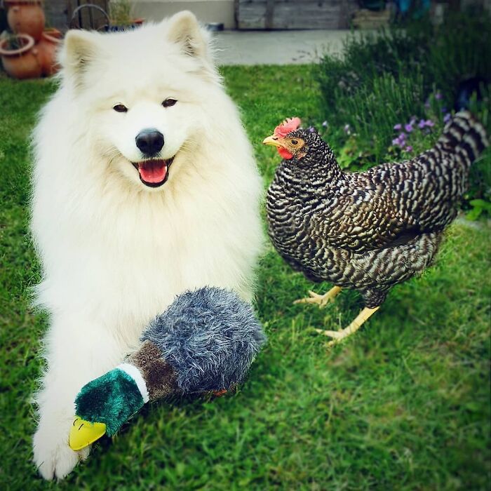 97 Photos Of Animal Friendships To Give You The “Heart Eyes” 97 Photos Of Animal Friendships To Give You The “Heart Eyes”