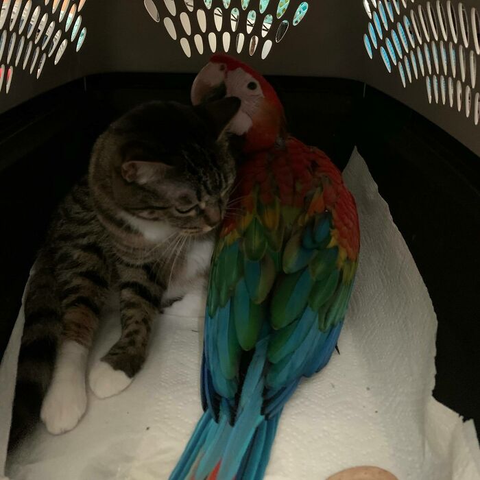 97 Photos Of Animal Friendships To Give You The “Heart Eyes” 97 Photos Of Animal Friendships To Give You The “Heart Eyes”