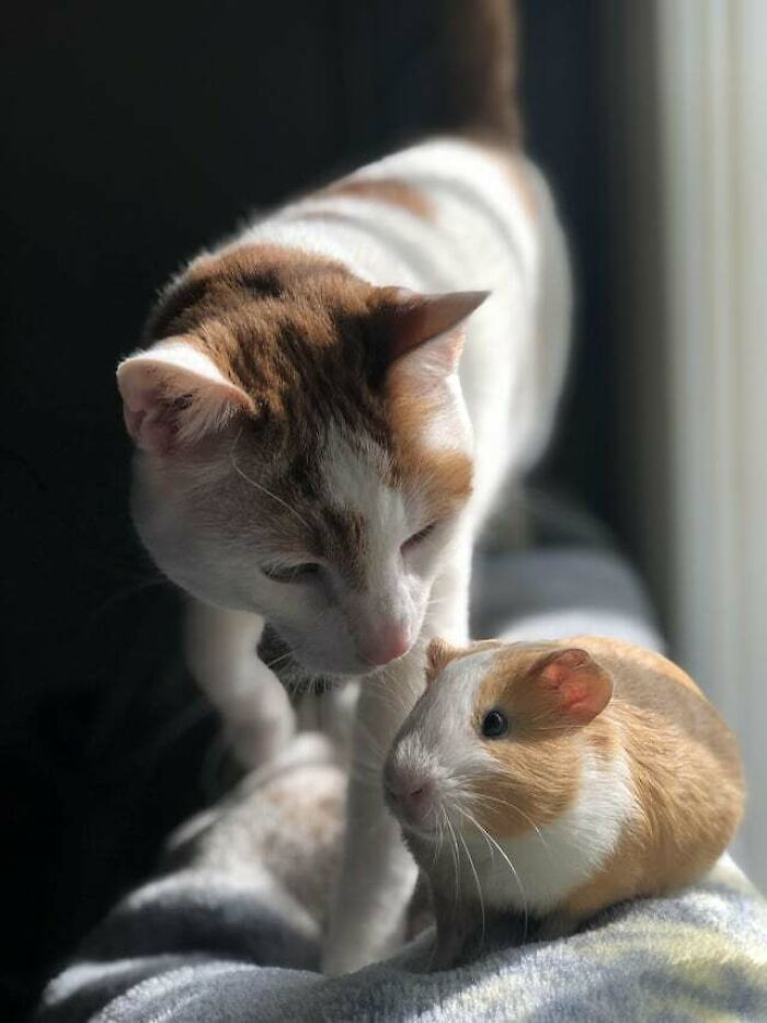 97 Photos Of Animal Friendships To Give You The “Heart Eyes” 97 Photos Of Animal Friendships To Give You The “Heart Eyes”