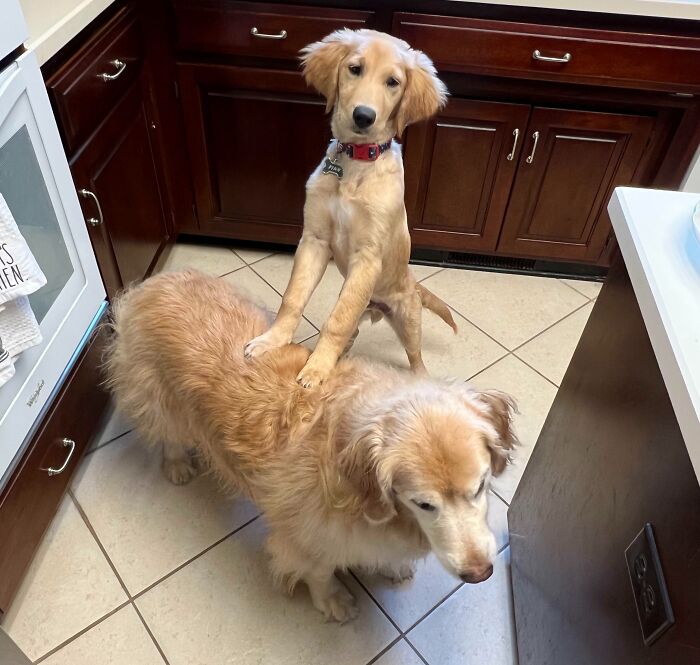 97 Photos Of Animal Friendships To Give You The “Heart Eyes” 97 Photos Of Animal Friendships To Give You The “Heart Eyes”