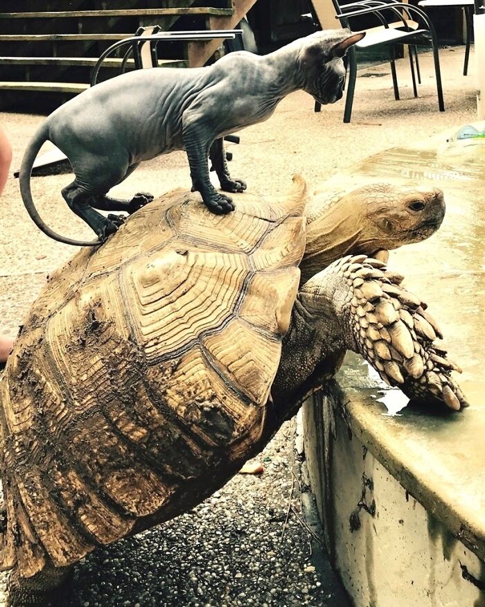 97 Photos Of Animal Friendships To Give You The “Heart Eyes” 97 Photos Of Animal Friendships To Give You The “Heart Eyes”